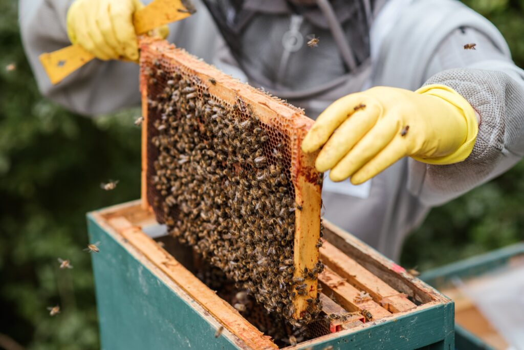 La importancia de la apicultura